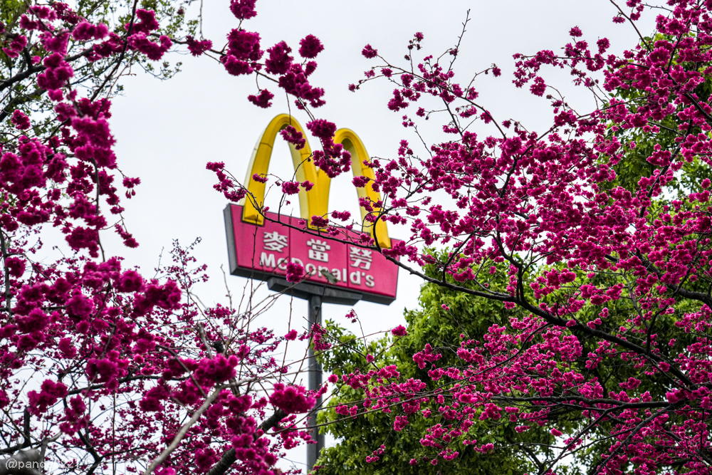 桃園中壢｜賞櫻景點推薦！莒光公園八重櫻盛開，白天夜晚都浪漫～ @Panda's paradise