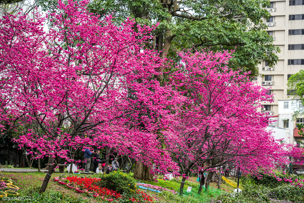 桃園中壢｜賞櫻景點推薦！莒光公園八重櫻盛開，白天夜晚都浪漫～ @Panda's paradise