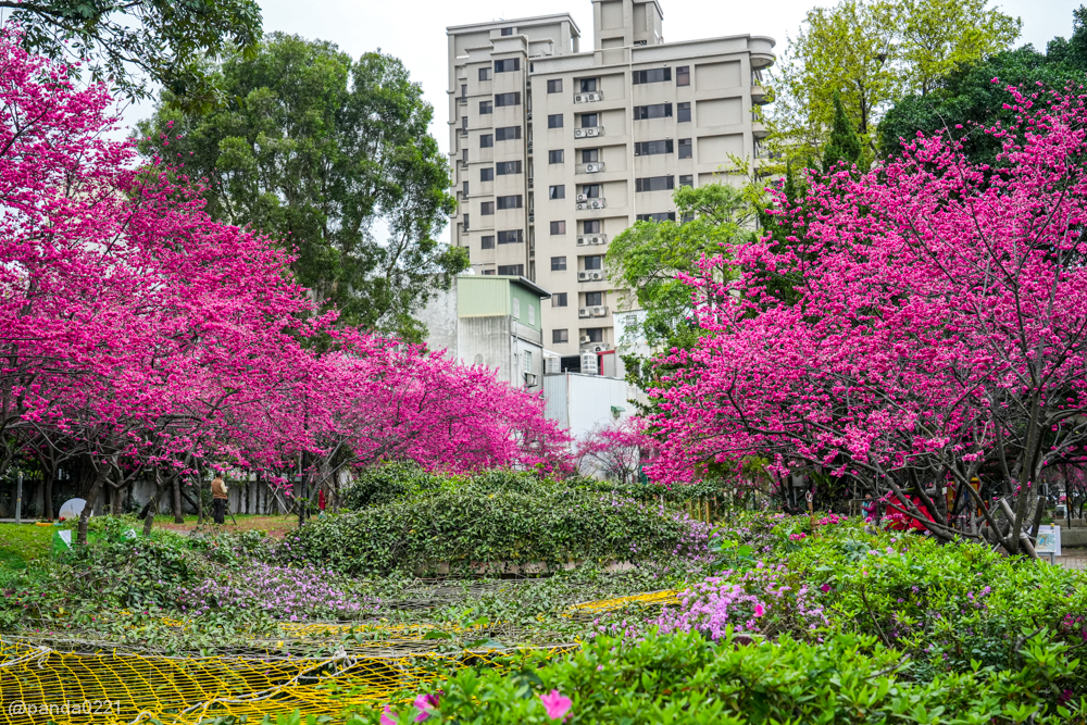桃園中壢｜賞櫻景點推薦！莒光公園八重櫻盛開，白天夜晚都浪漫～ @Panda's paradise