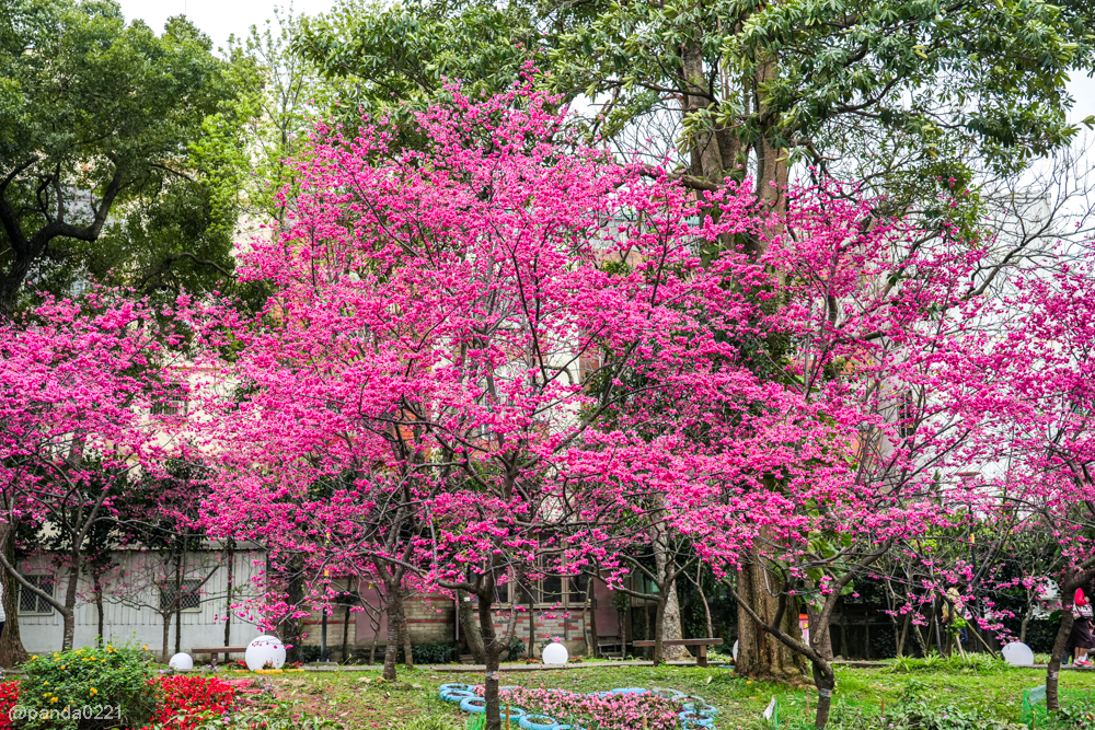 桃園中壢｜賞櫻景點推薦！莒光公園八重櫻盛開，白天夜晚都浪漫～ @Panda's paradise