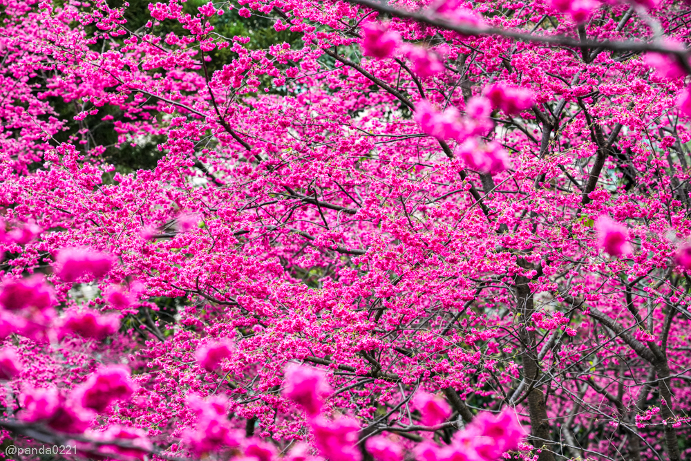 桃園中壢｜賞櫻景點推薦！莒光公園八重櫻盛開，白天夜晚都浪漫～ @Panda's paradise