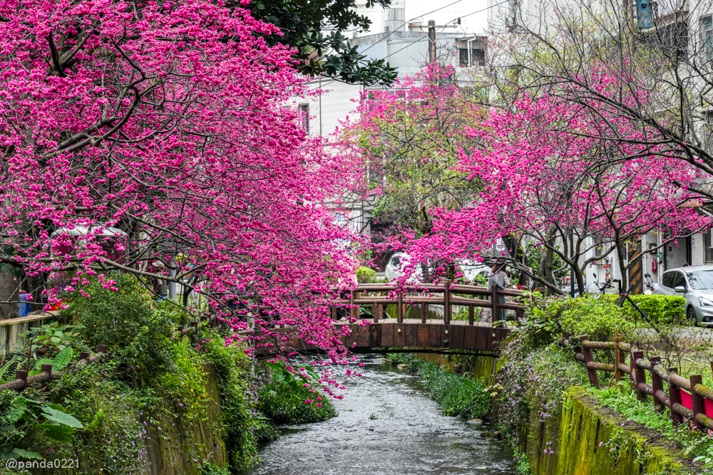 桃園中壢｜賞櫻景點推薦！莒光公園八重櫻盛開，白天夜晚都浪漫～ @Panda's paradise