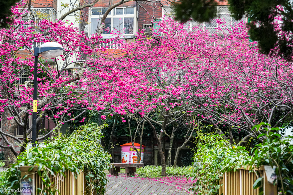 桃園中壢｜賞櫻景點推薦！莒光公園八重櫻盛開，白天夜晚都浪漫～ @Panda's paradise