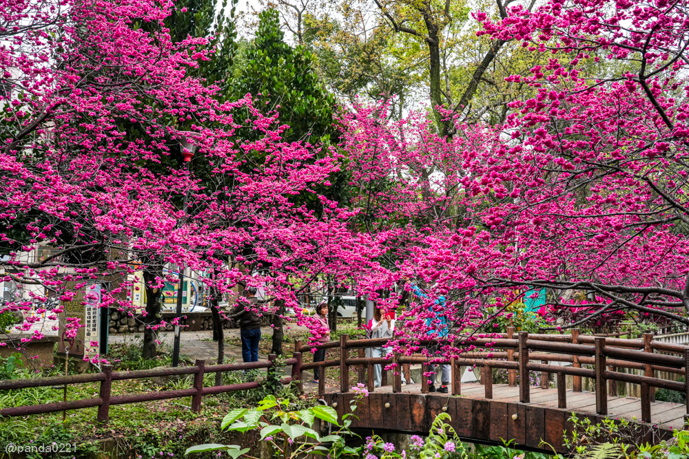 桃園中壢｜賞櫻景點推薦！莒光公園八重櫻盛開，白天夜晚都浪漫～ @Panda's paradise