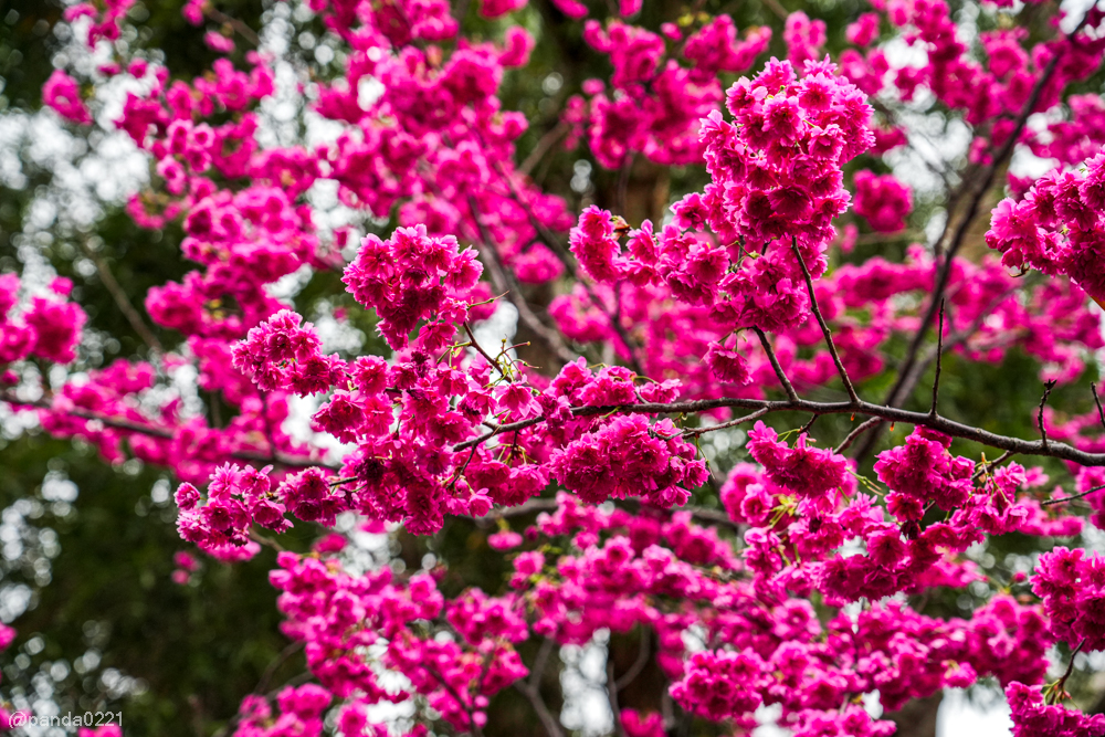 桃園中壢｜賞櫻景點推薦！莒光公園八重櫻盛開，白天夜晚都浪漫～ @Panda's paradise