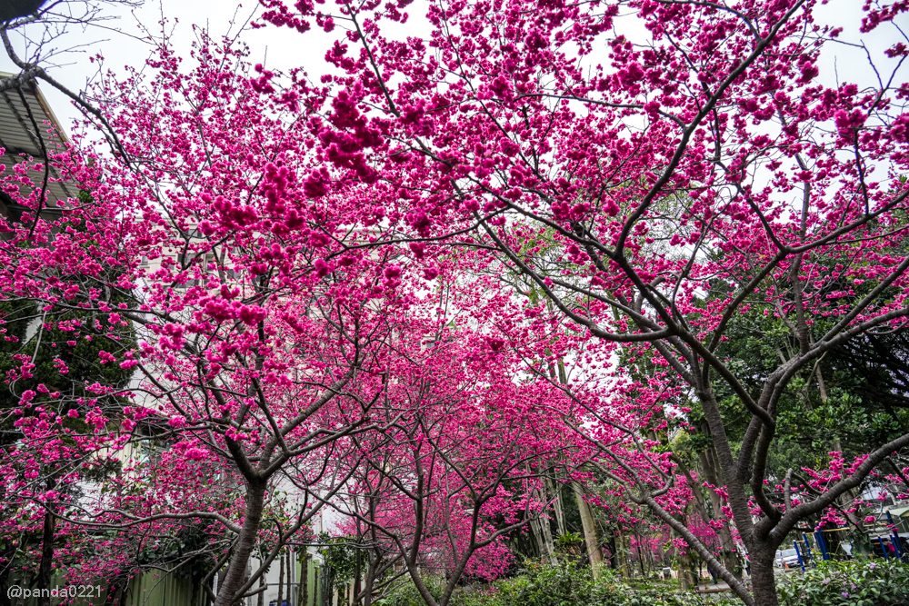 桃園中壢｜賞櫻景點推薦！莒光公園八重櫻盛開，白天夜晚都浪漫～ @Panda's paradise