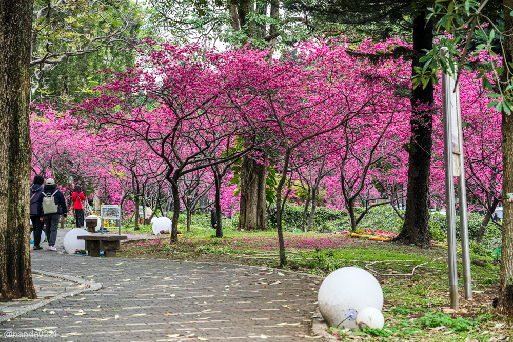 桃園中壢｜賞櫻景點推薦！莒光公園八重櫻盛開，白天夜晚都浪漫～ @Panda's paradise