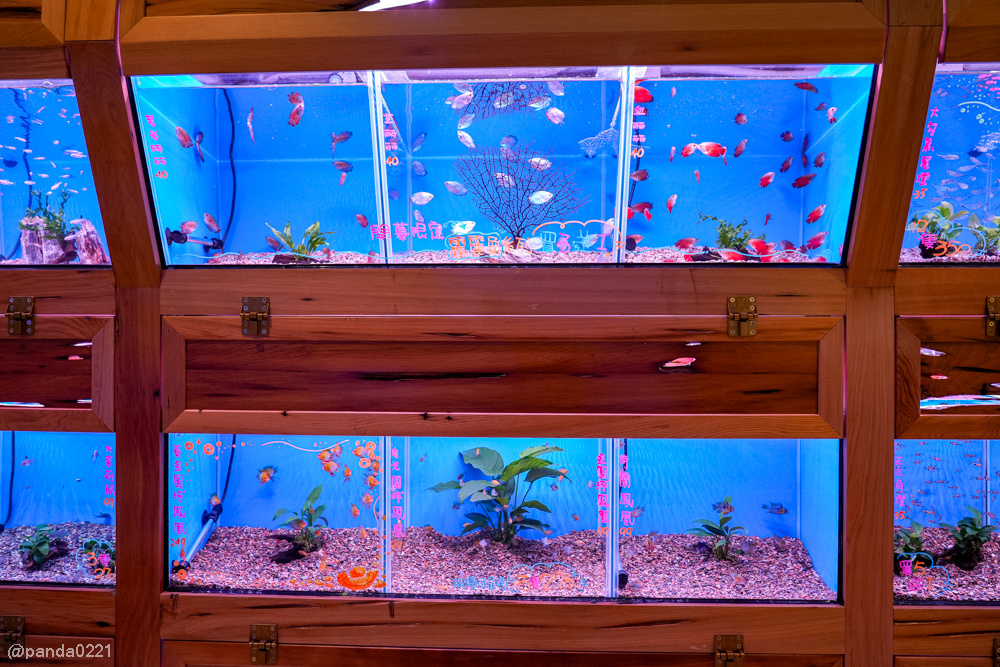 桃園｜魚中魚貓狗水族大賣場-桃興店．全新24小時寵物用品旗艦店開幕！水族＋貓狗用品一次購足～ @Panda&#039;s paradise