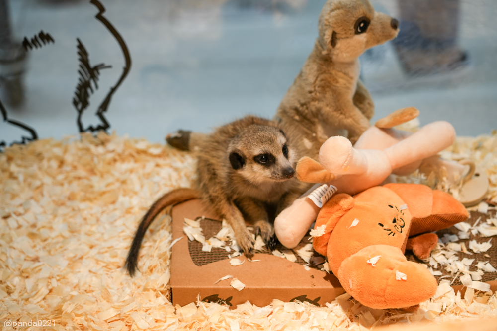 桃園｜魚中魚貓狗水族大賣場-桃興店．全新24小時寵物用品旗艦店開幕！水族＋貓狗用品一次購足～ @Panda&#039;s paradise