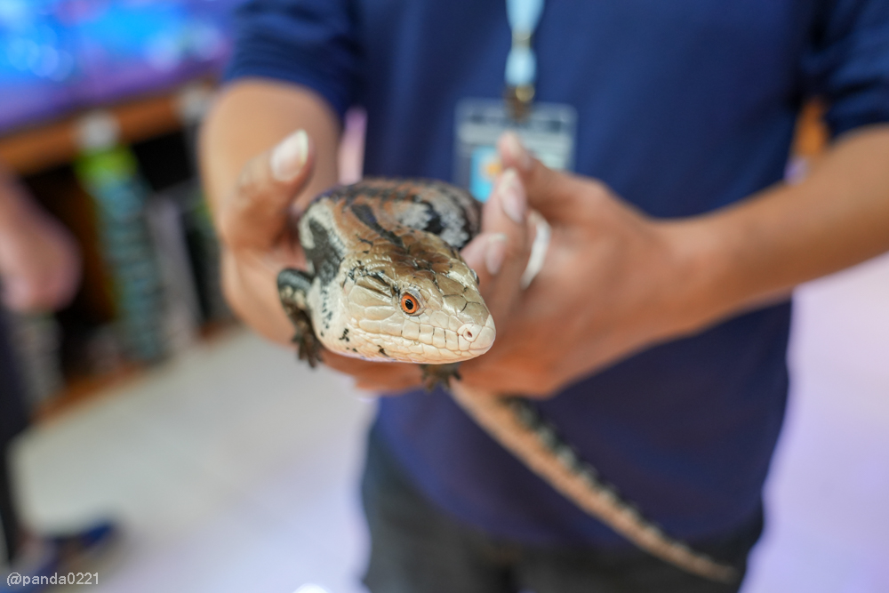 桃園｜魚中魚貓狗水族大賣場-桃興店．全新24小時寵物用品旗艦店開幕！水族＋貓狗用品一次購足～ @Panda&#039;s paradise