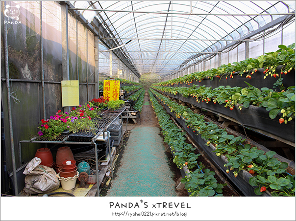 關西｜金勇DIY休閒農場．番茄王國也有草莓可以採唷~ @Panda&#039;s paradise