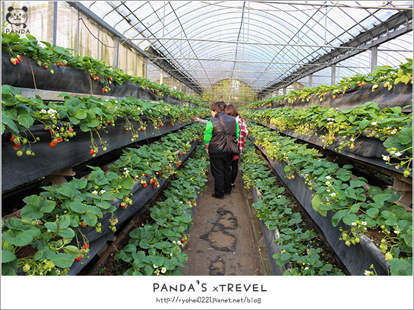 關西｜金勇DIY休閒農場．番茄王國也有草莓可以採唷~ @Panda&#039;s paradise
